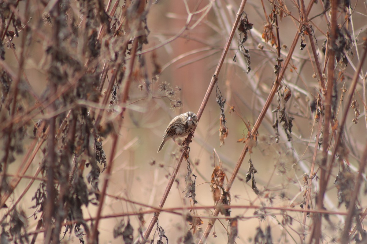Savannah Sparrow - ML646201526