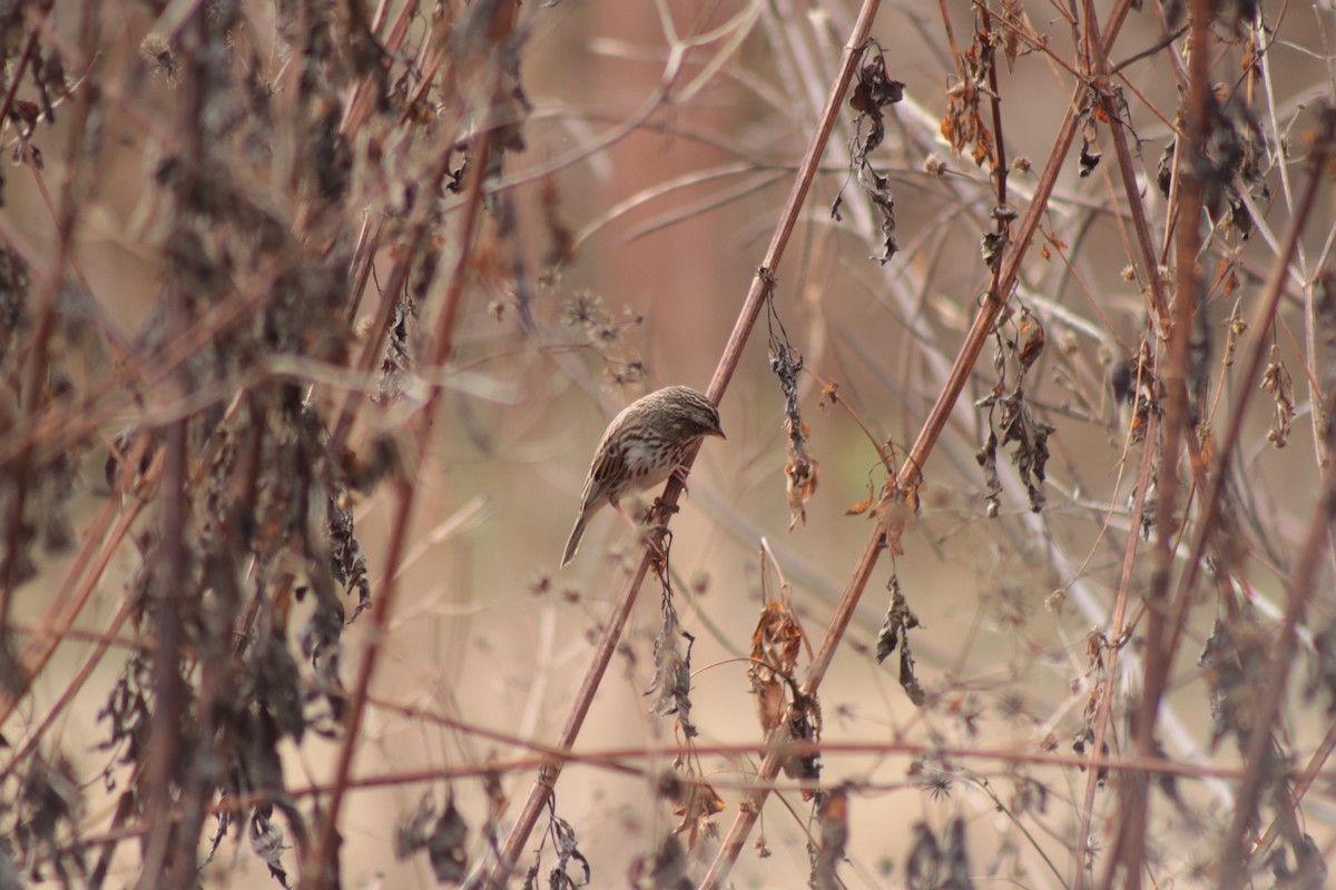 Savannah Sparrow - ML646201527