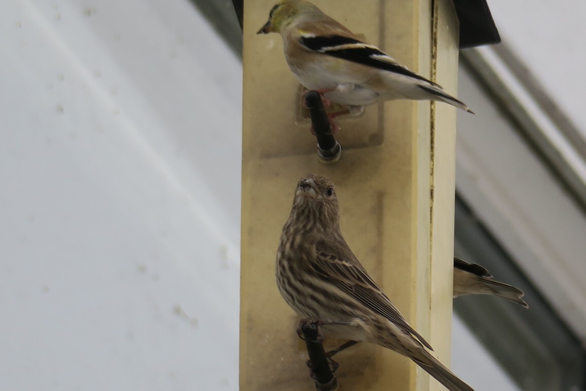 House Finch - ML646201528