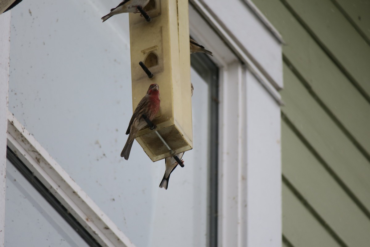 House Finch - ML646201529
