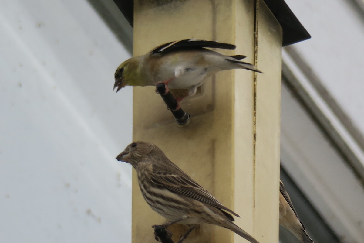 House Finch - ML646201530