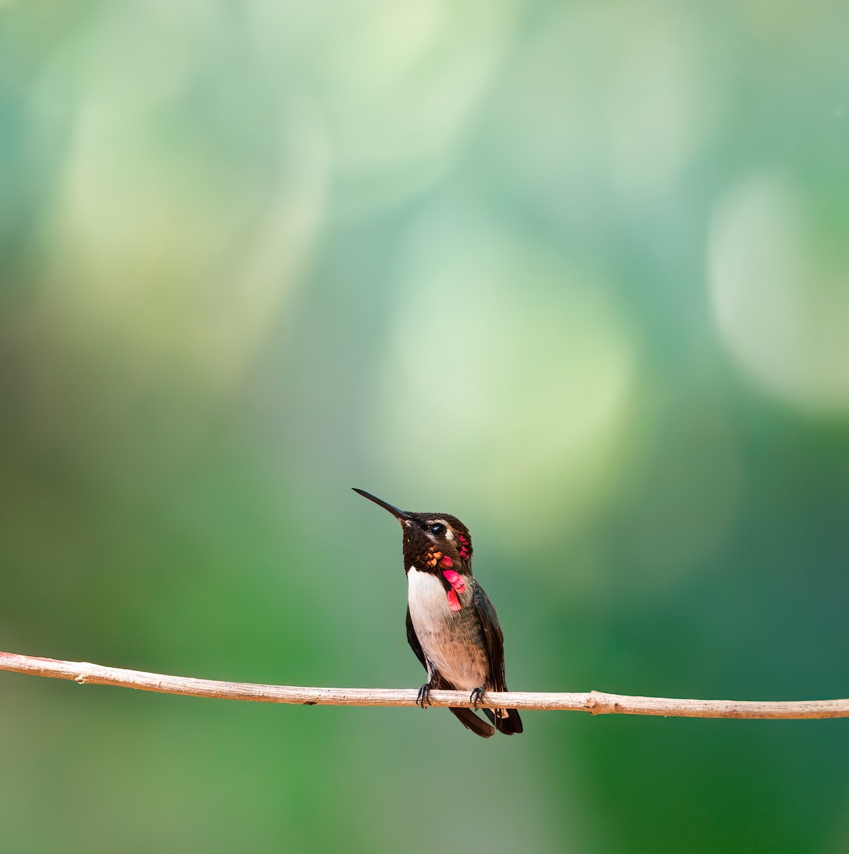 Bee Hummingbird - ML646201533
