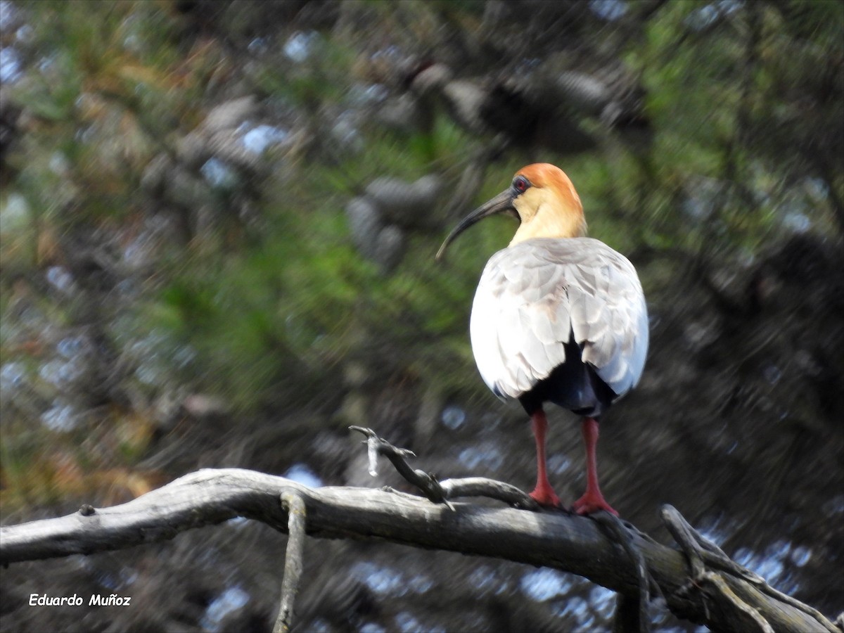 Black-faced Ibis - ML646201534