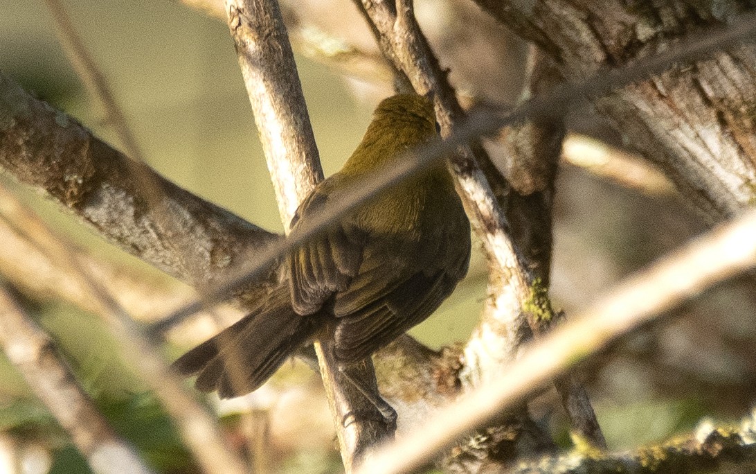 Picoplano Pechiamarillo - ML646201538