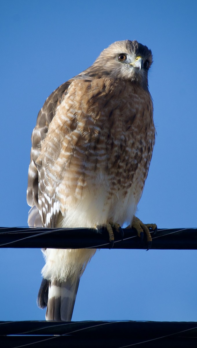 Red-shouldered Hawk - ML646201539