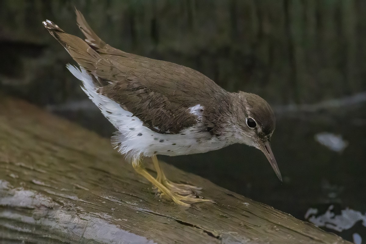Andarríos Maculado - ML646201542