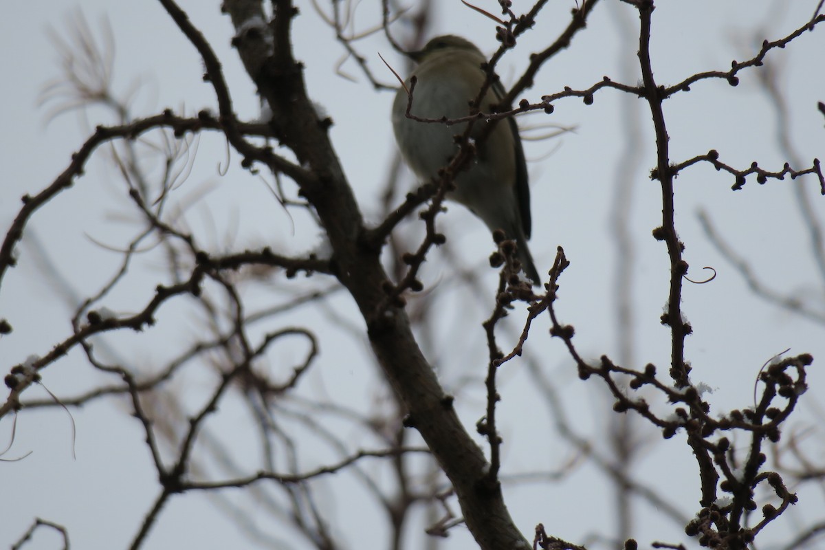 Jilguero Yanqui - ML646201543