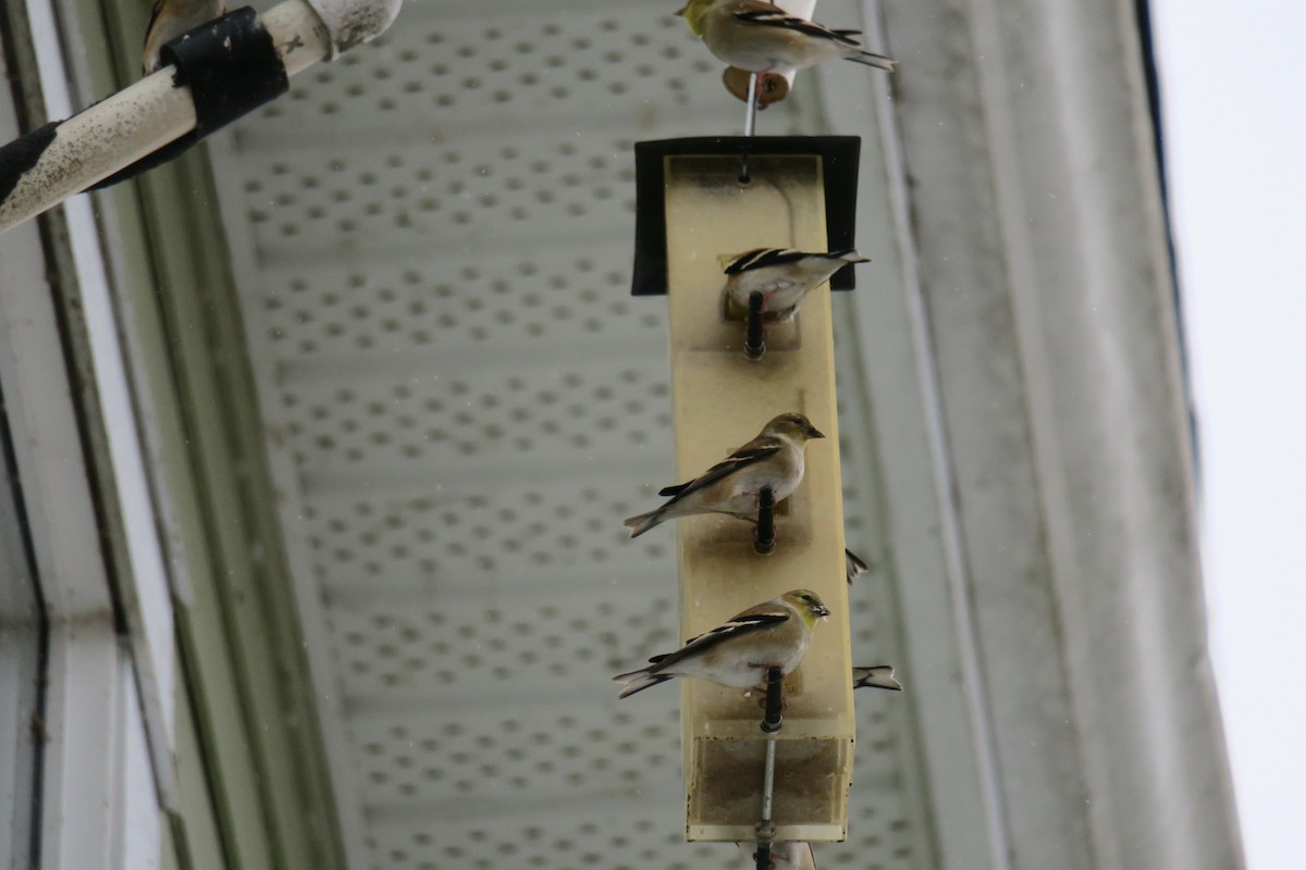 Jilguero Yanqui - ML646201544