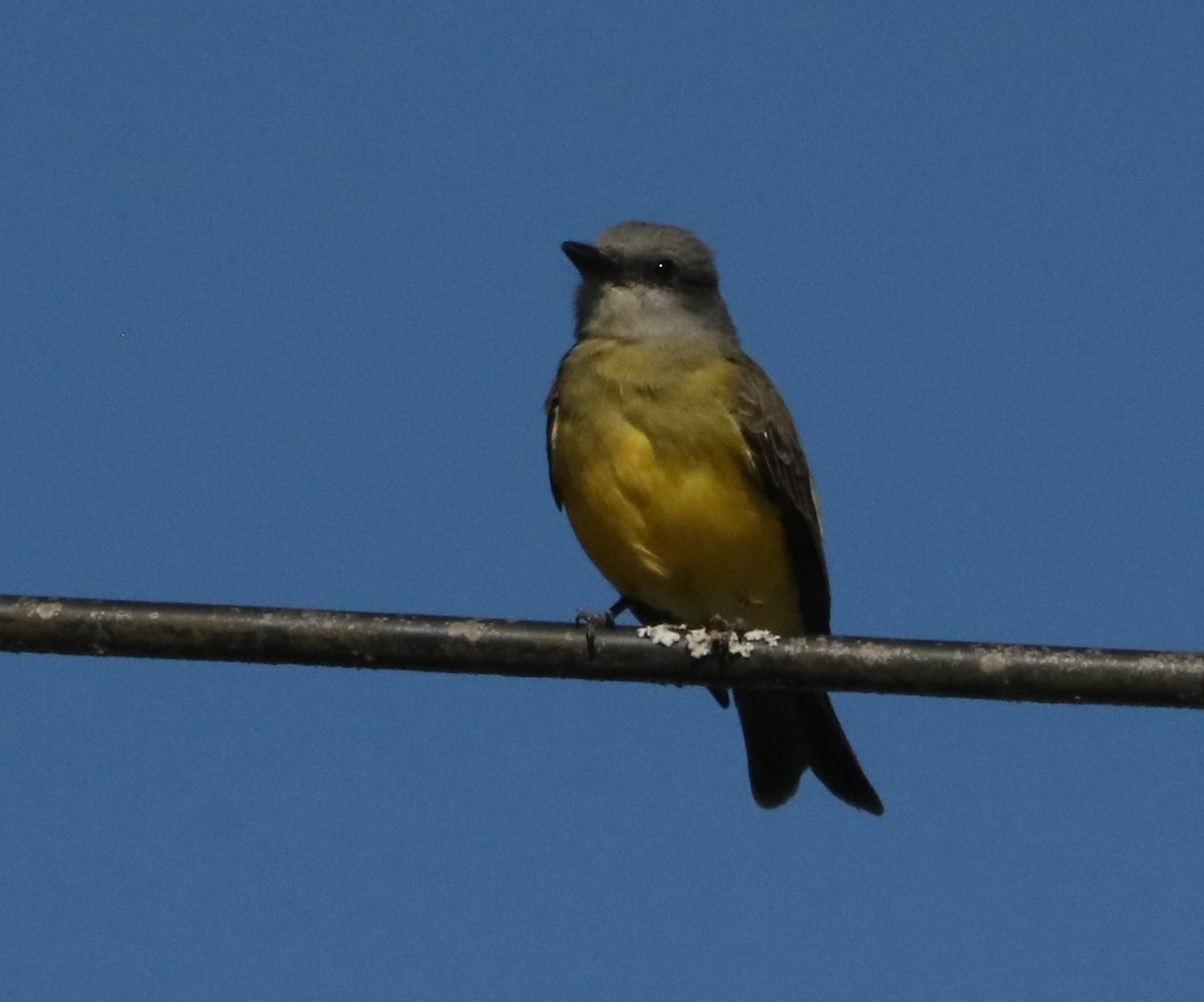 Tirano Melancólico - ML646201548