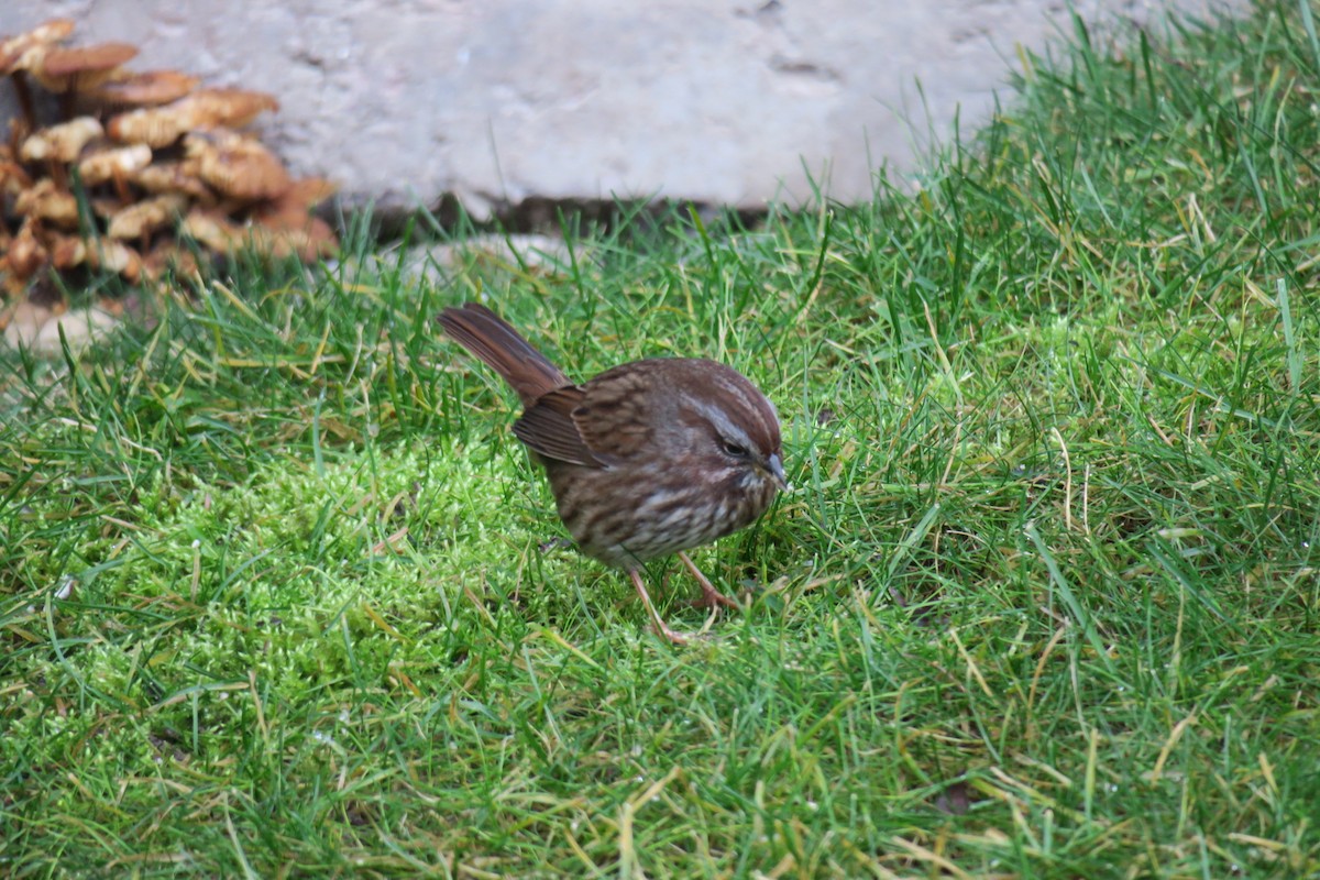 Chingolo Cantor - ML646201556