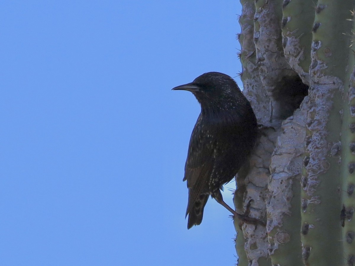 Estornino Pinto - ML646201557