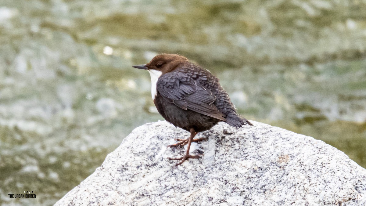 Mirlo Acuático Europeo - ML646201558