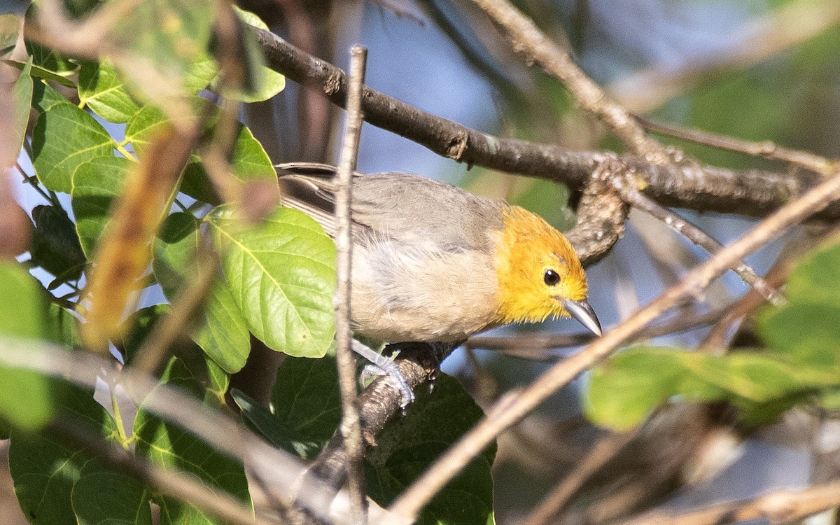 Tangara Cabecinaranja - ML646201561