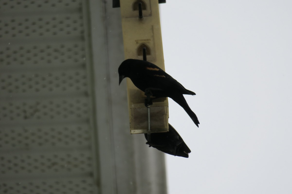 Sargento Alirrojo - ML646201562