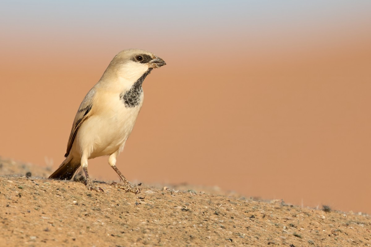 Gorrión Sahariano - ML646201563