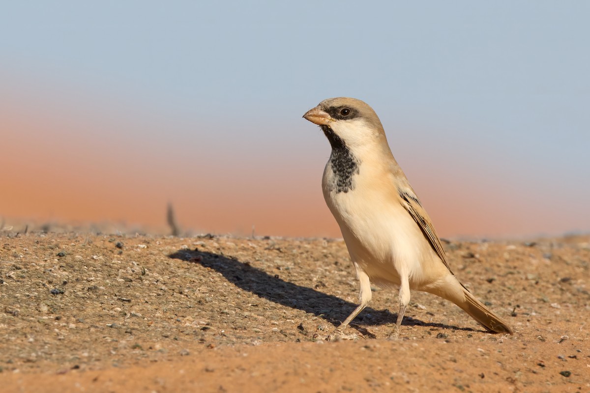 Gorrión Sahariano - ML646201564