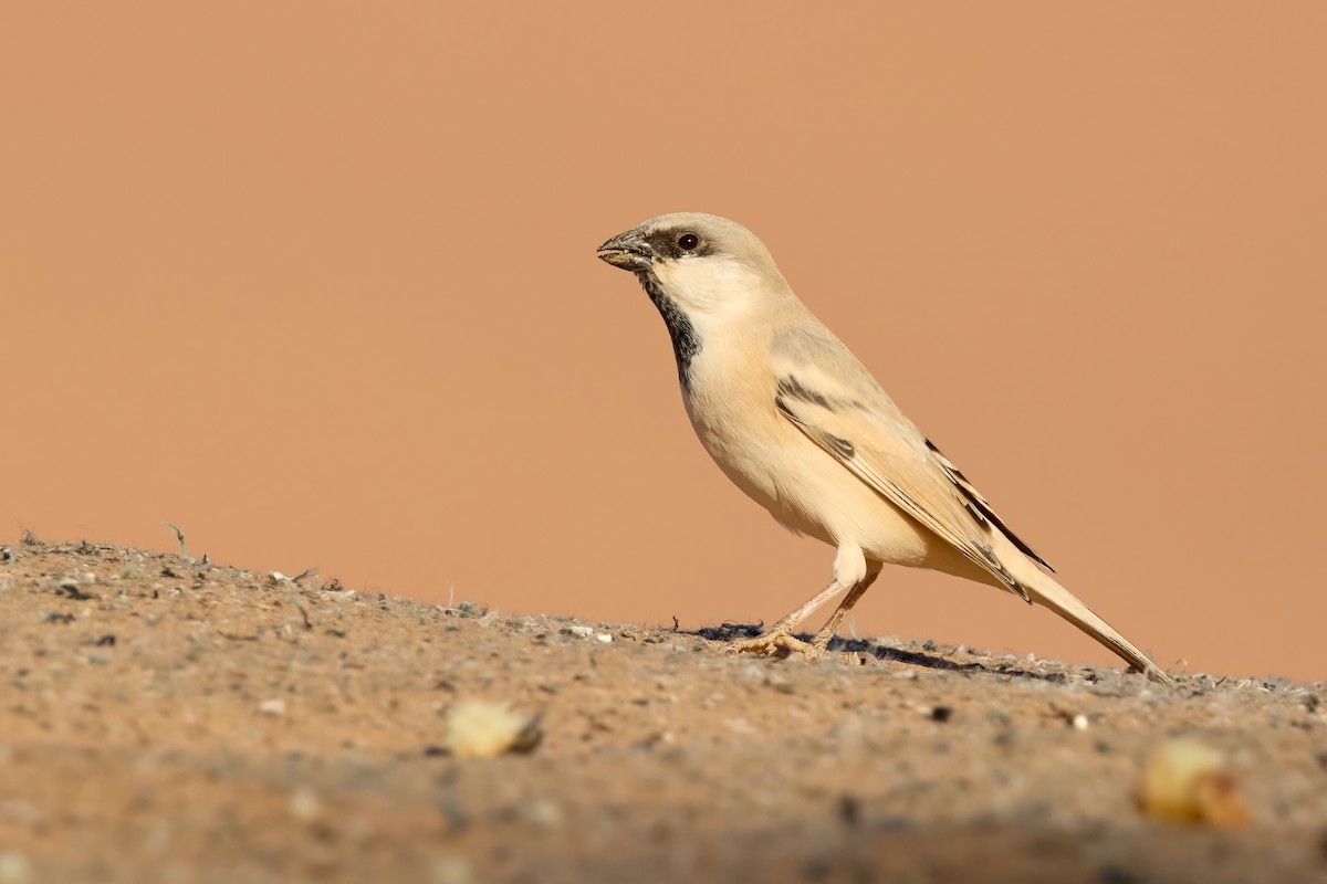 Gorrión Sahariano - ML646201565