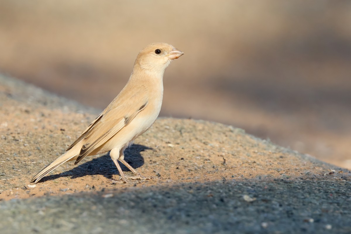 Gorrión Sahariano - ML646201566