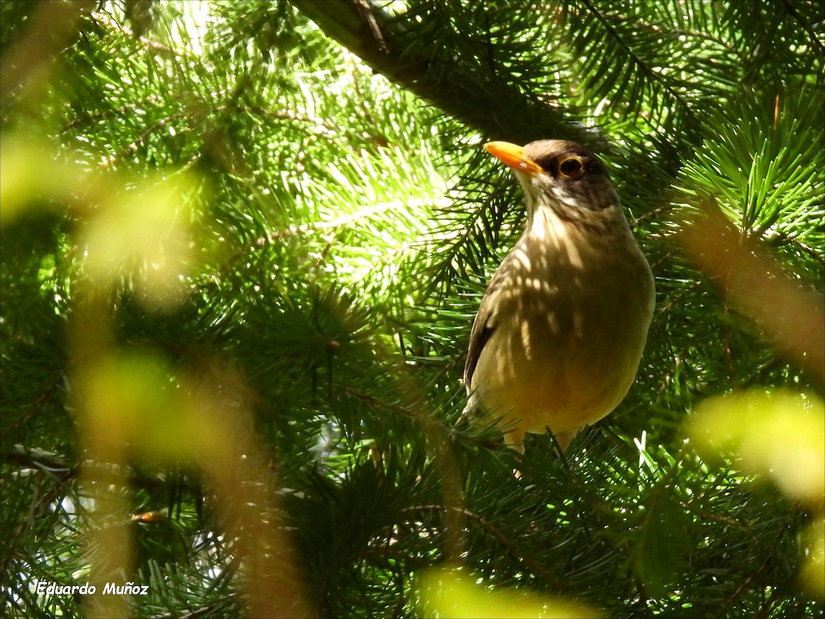 Zorzal Patagón - ML646201568
