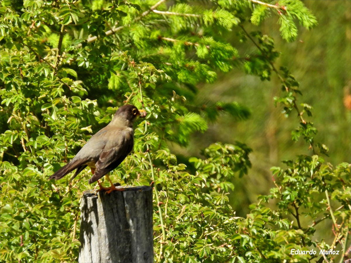 Zorzal Patagón - ML646201569