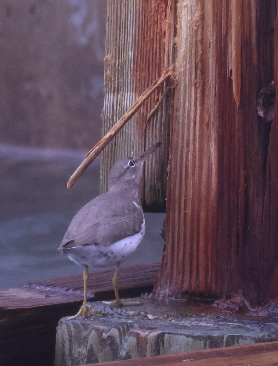 Andarríos Maculado - ML646201570