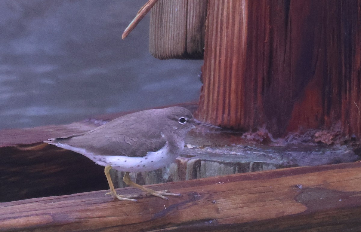 Andarríos Maculado - ML646201571