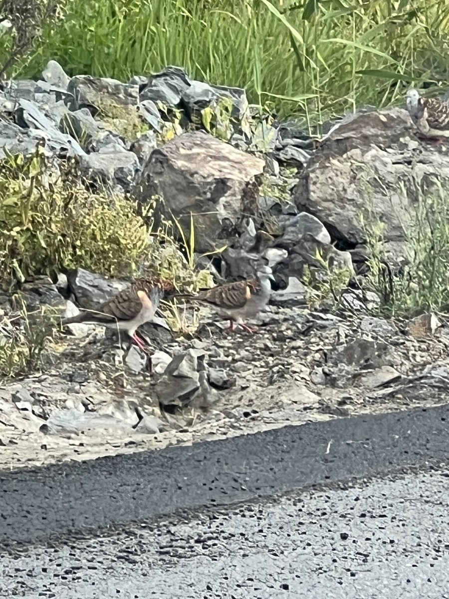 Tortolita Humeral - ML646201574