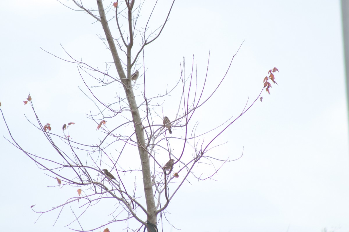 Chingolo Sabanero - ML646201575