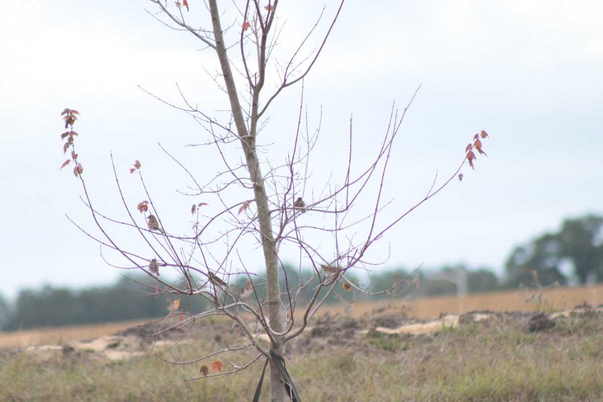 Chingolo Sabanero - ML646201576