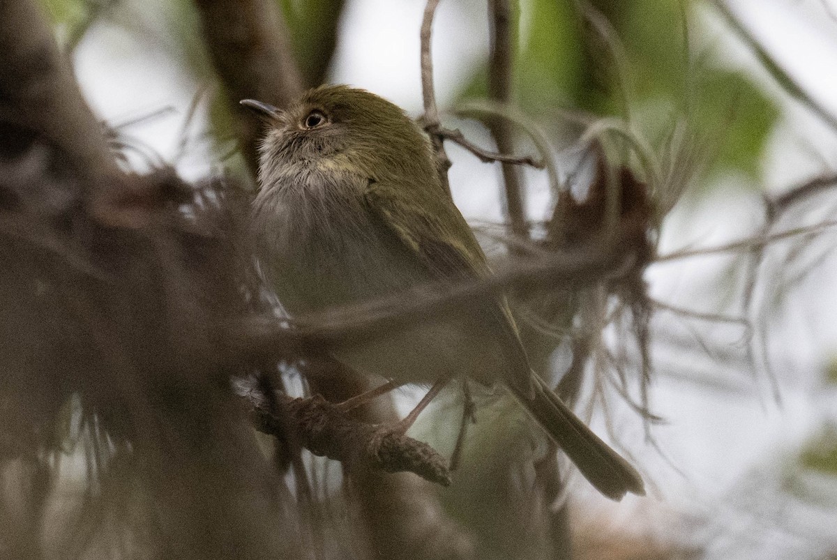 Titirijí Perlado - ML646201577