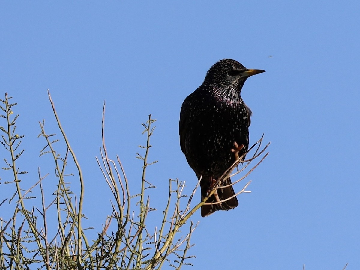 Estornino Pinto - ML646201578