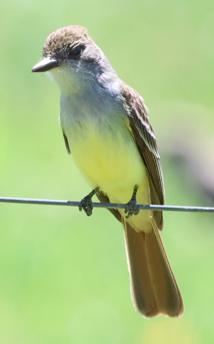 Copetón de Swainson - ML646201579