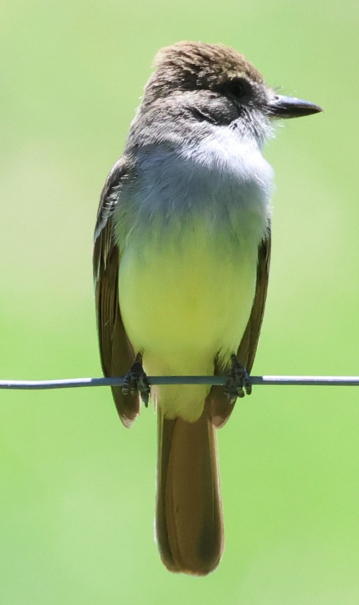 Copetón de Swainson - ML646201580