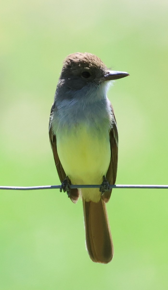 Copetón de Swainson - ML646201581