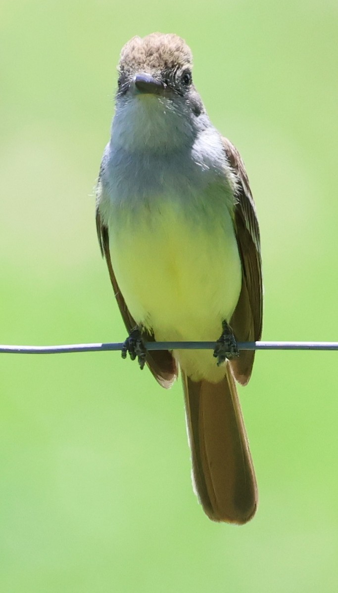 Copetón de Swainson - ML646201582