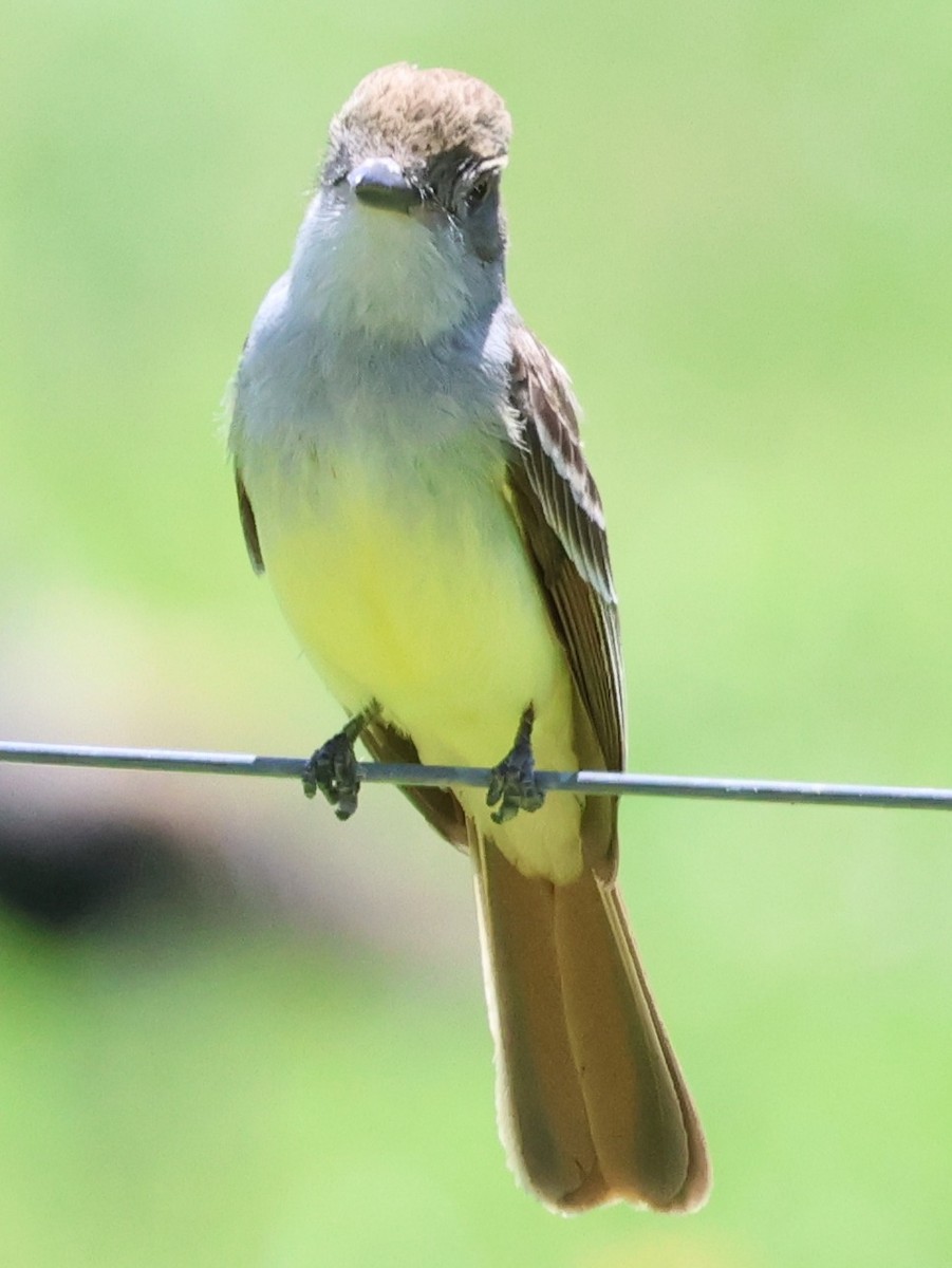 Copetón de Swainson - ML646201583