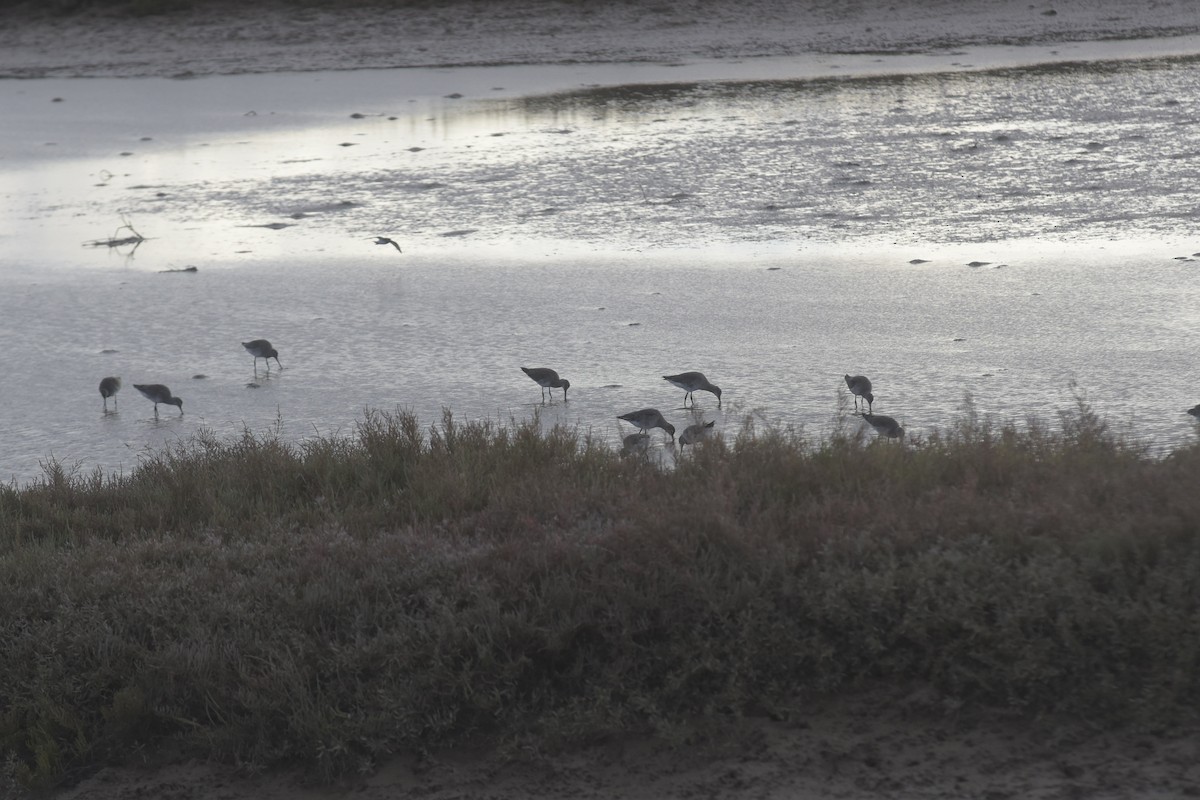 Black-tailed Godwit - ML646201590