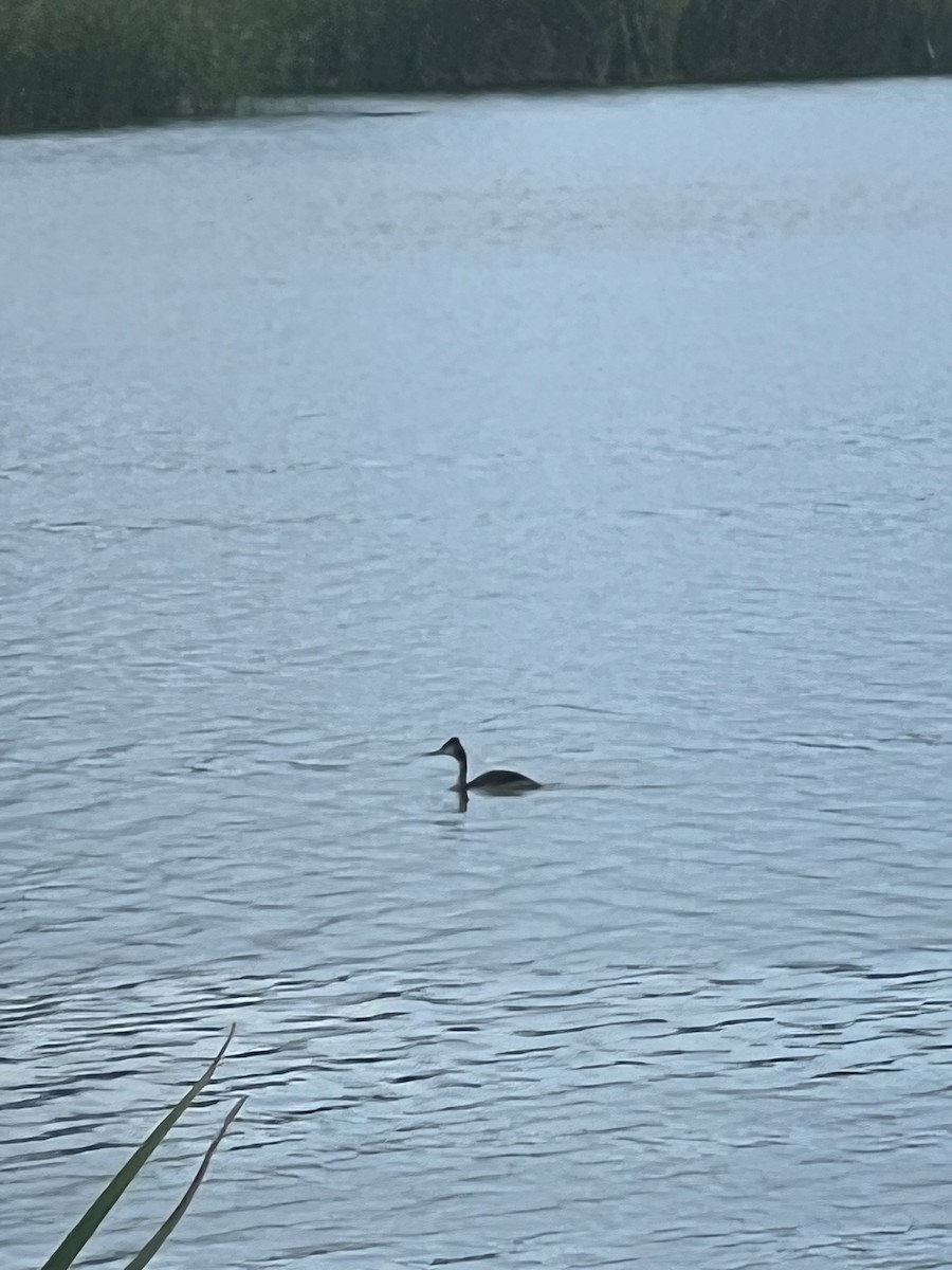 Great Crested Grebe - ML646201603