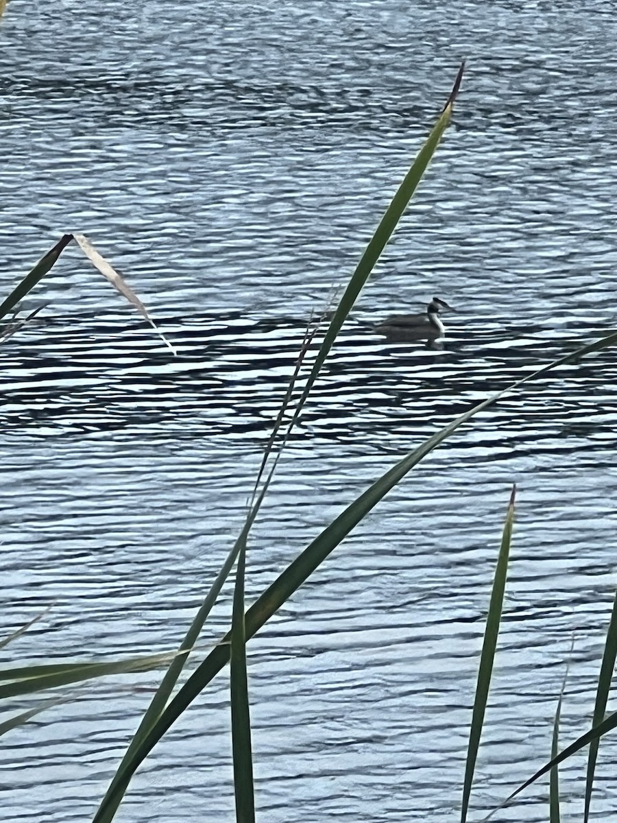 Great Crested Grebe - ML646201604