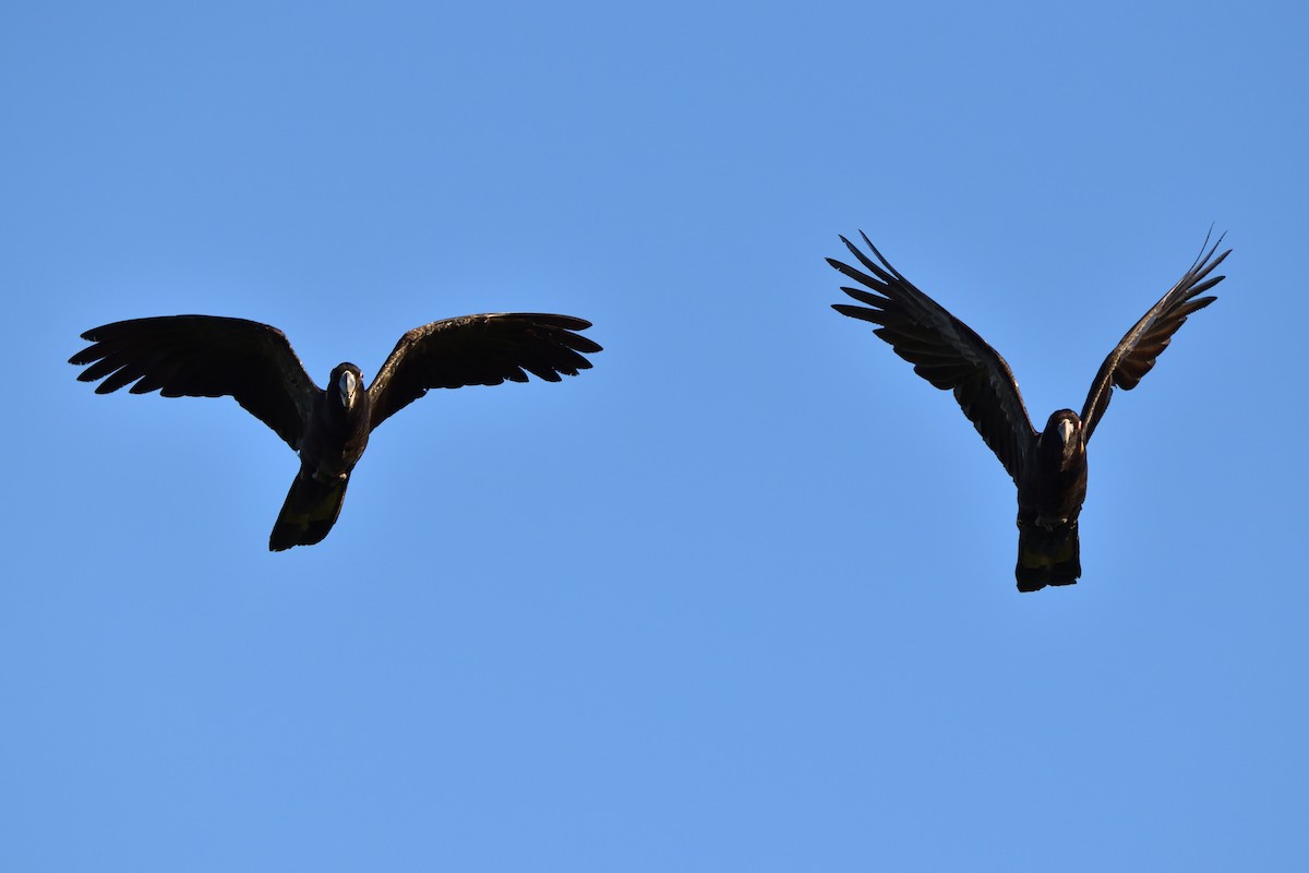 Yellow-tailed Black-Cockatoo - ML646201612