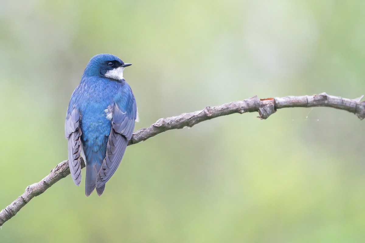 Tree Swallow - ML646201613
