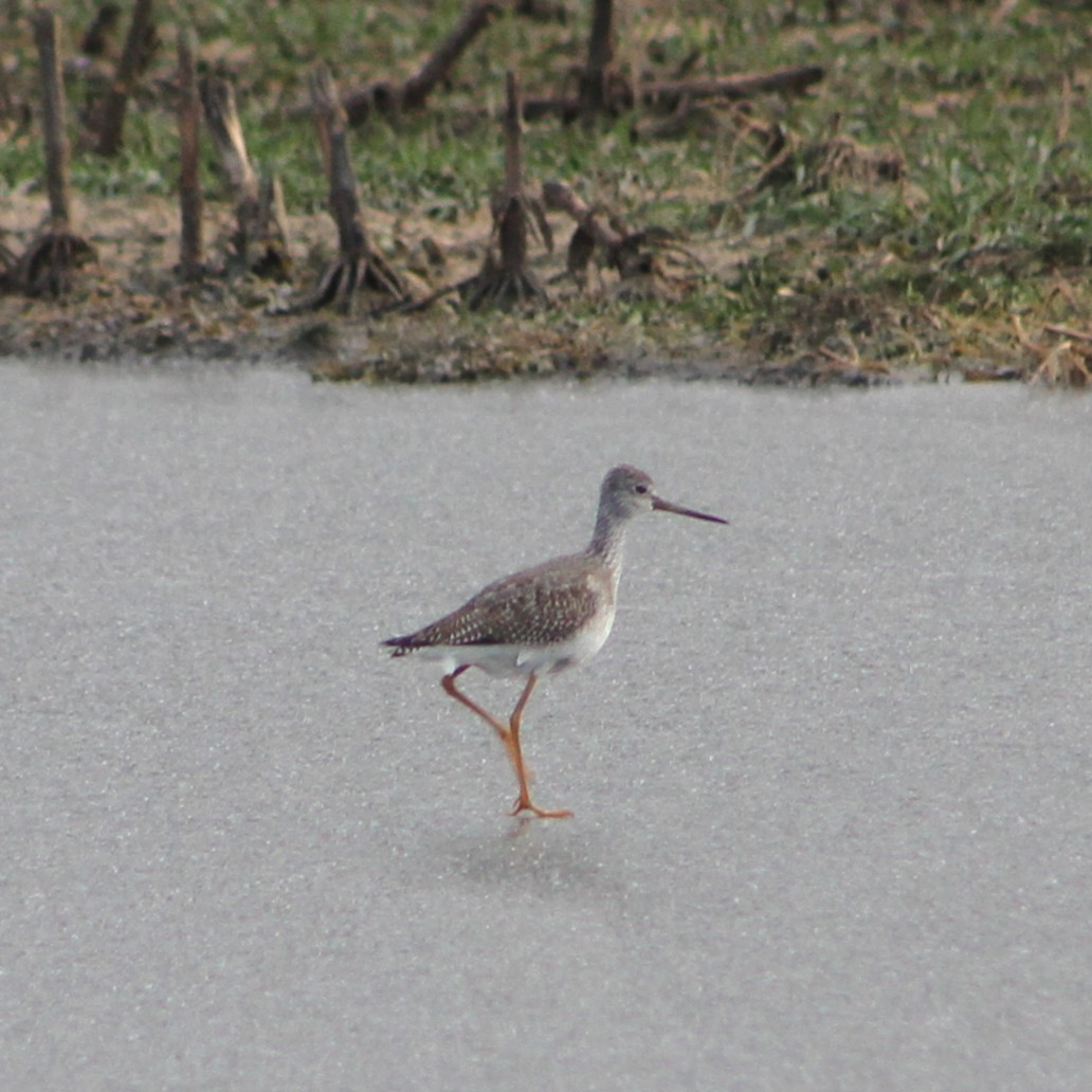 Greater Yellowlegs - ML646201624