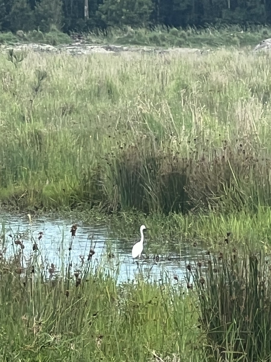 Little Egret - ML646201630