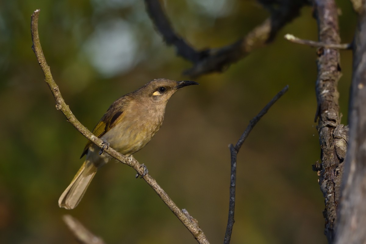 Brown Honeyeater - ML646201637