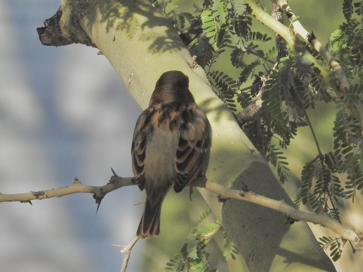 House Sparrow - ML646201639