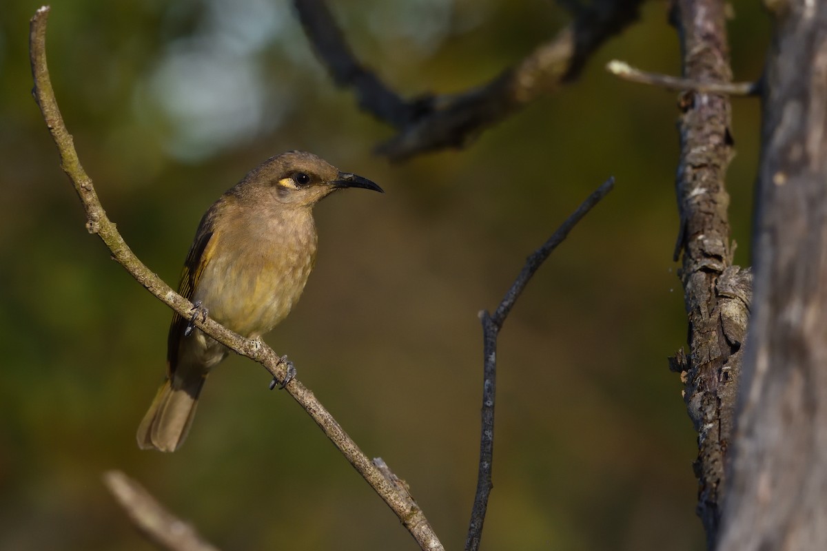 Brown Honeyeater - ML646201640