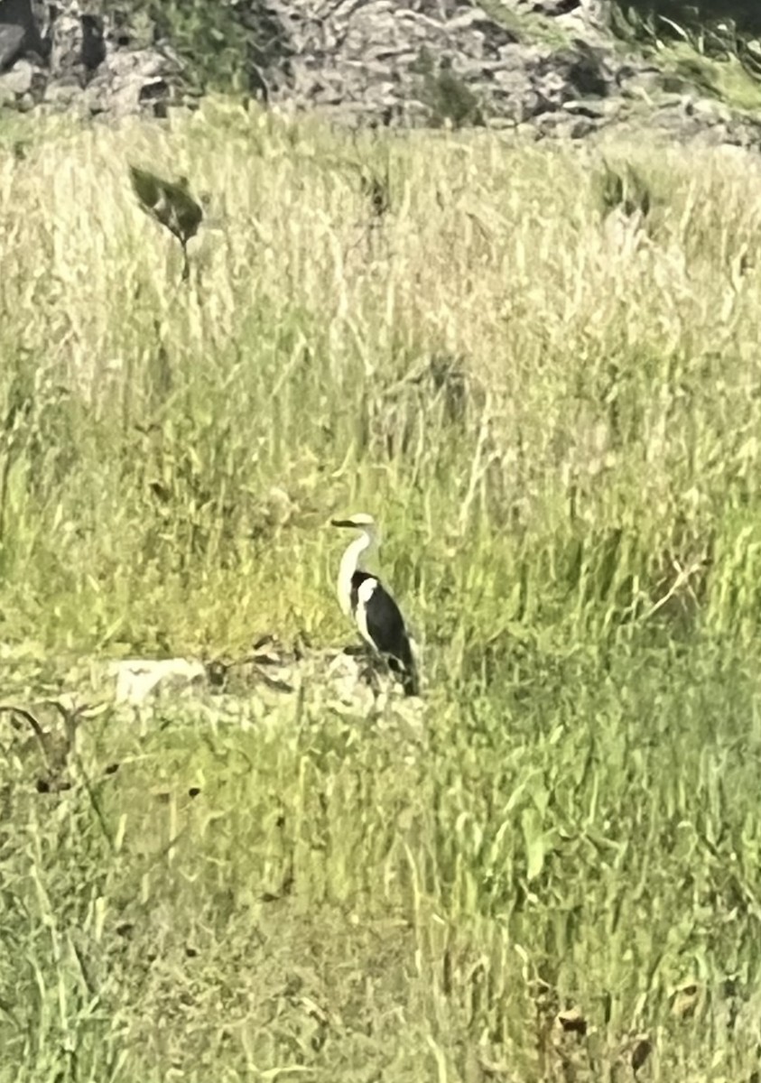 Pacific Heron - ML646201643