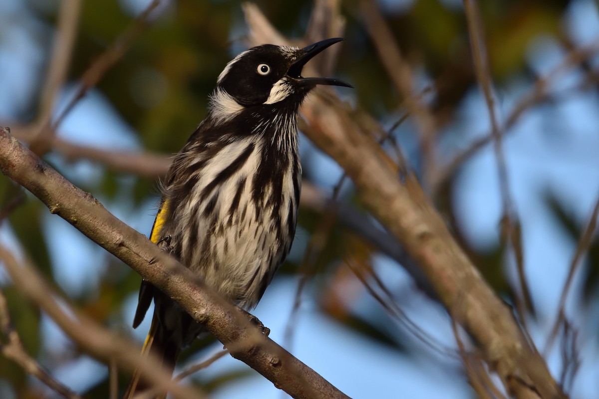 New Holland Honeyeater - ML646201646