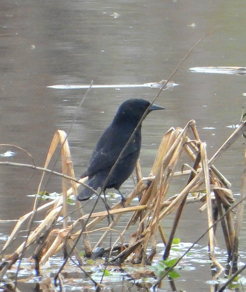 Yellow-winged Blackbird - ML646201648