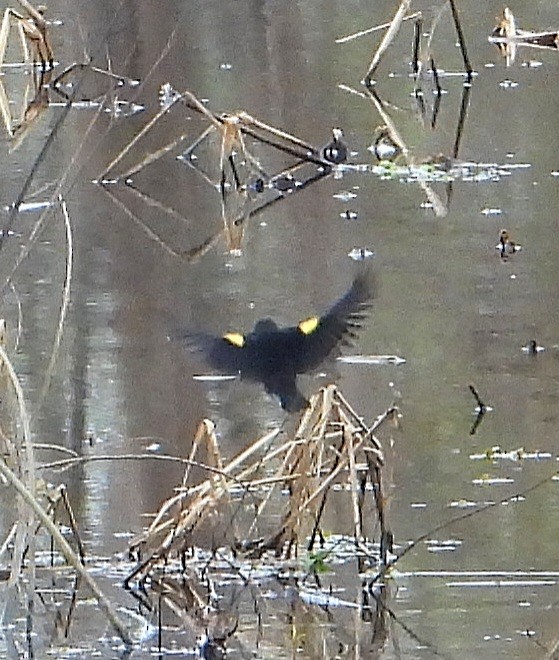 Yellow-winged Blackbird - ML646201649